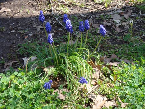 BlueBonnets